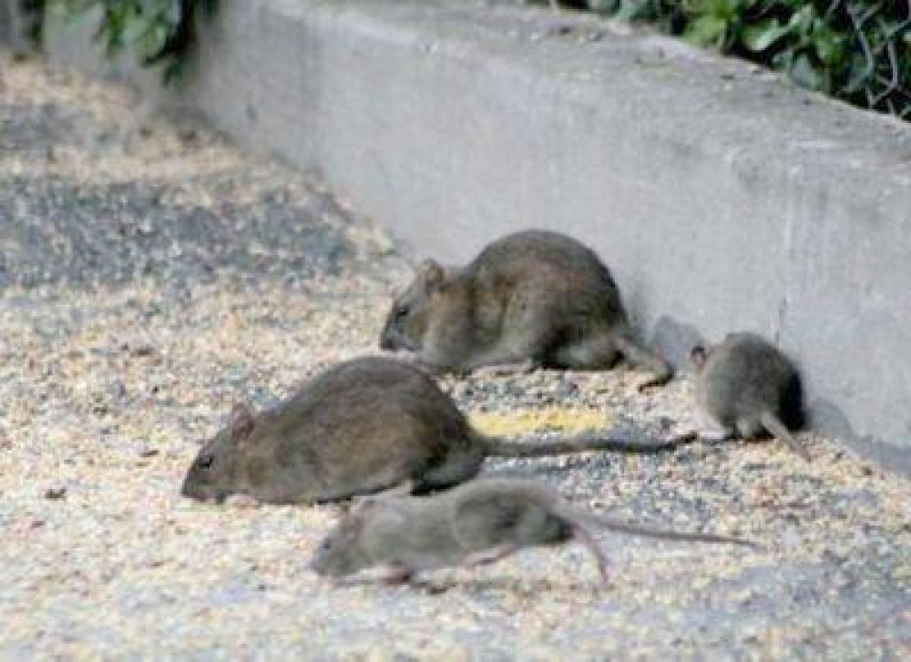 Desratización: ratas, ratones y roedores - Plagas Girona