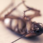 Control de Plaga de Cucarachas Plagas Girona Conplag