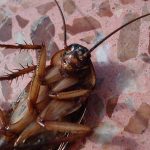Control de Plaga de Cucaracha Plagas Girona Conplag