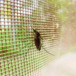Control de Plaga de Mosquitos Plagas Girona Conplag