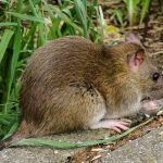 Control de Plaga de Ratas Plagas Girona Conplag