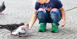 Control de aves por la salud, Plagas Girona