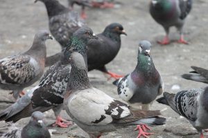 Control de palomas en las ciudades, Plagas Girona