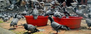 Sobrepoblación de palomas, Plagas Girona