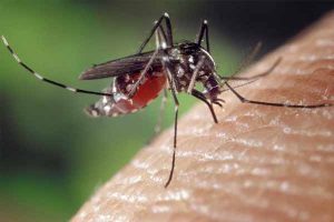 Control de Plagas de Mosquito Aedes japonicus Plagas Girona Conplag