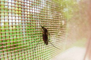Control de Plagas de Mosquito - Mosquiteras Plagas Girona Conplag