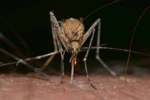 Control de Plagas de Mosquito Picadura de Mosquito Plagas Girona Conplag