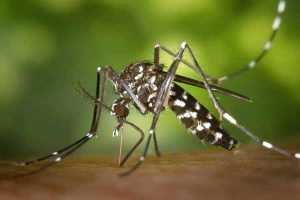 Control de Plagas de Mosquito Tigre Plagas Girona Conplag