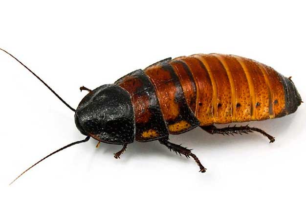 Control de Plaga de Cucaracha Africana Plagas Girona Conplag