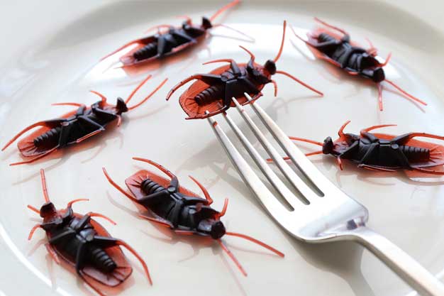 Control de Plaga de Cucaracha no en la comidaPlagas Girona Conplag