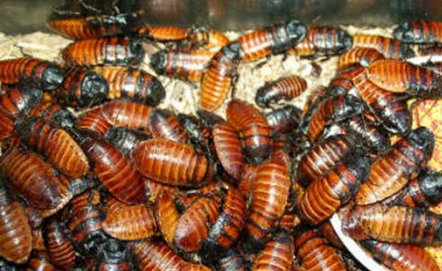 Control de Plagas de Cucarachas Africana Plagas Girona Conplag